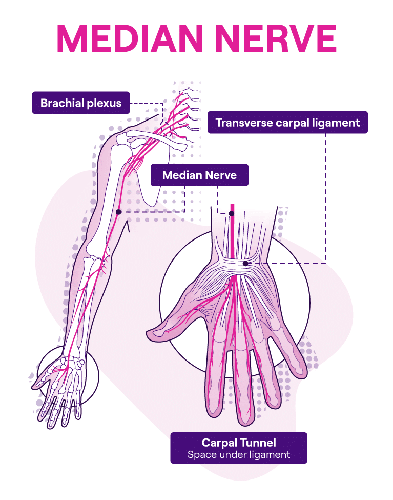 Anatomical illustration of the median nerve and its anatomical pathway in the human hand.